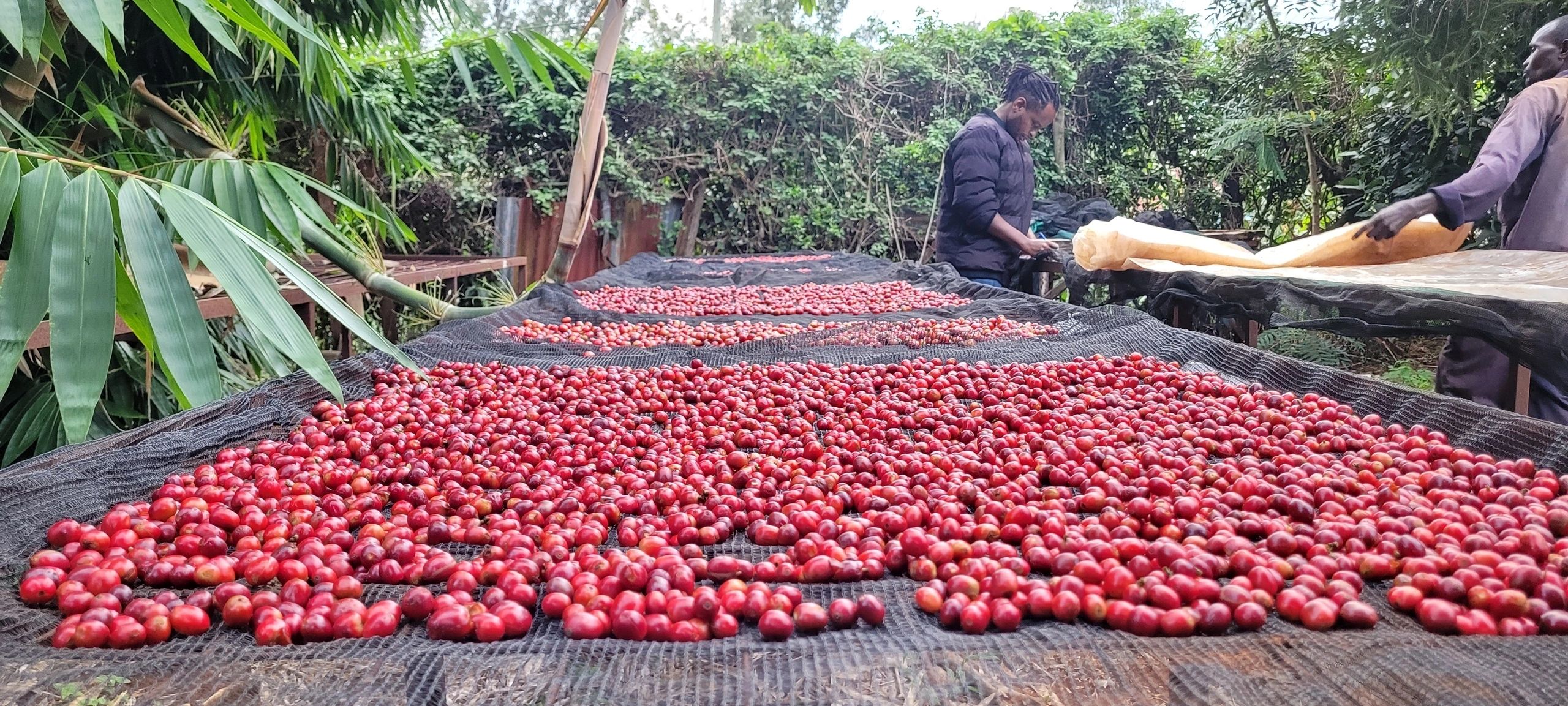 Coffee cherries being processed at origin